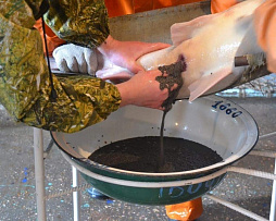 На Мехтебском рыбоводном заводе Терско-Каспийского филиала ФГБУ «Главрыбвод» впервые получили икру осетра русского от собственных производителей