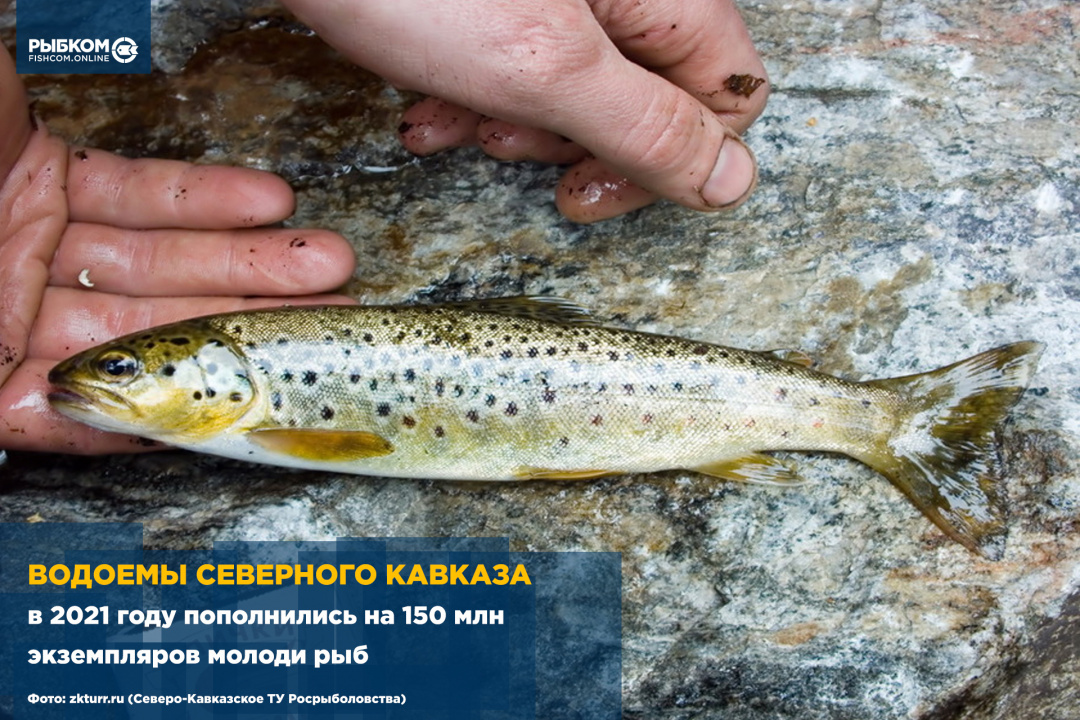 Водоемы Северного Кавказа в 2021 году пополнились на 150 млн экземпляров молоди рыб