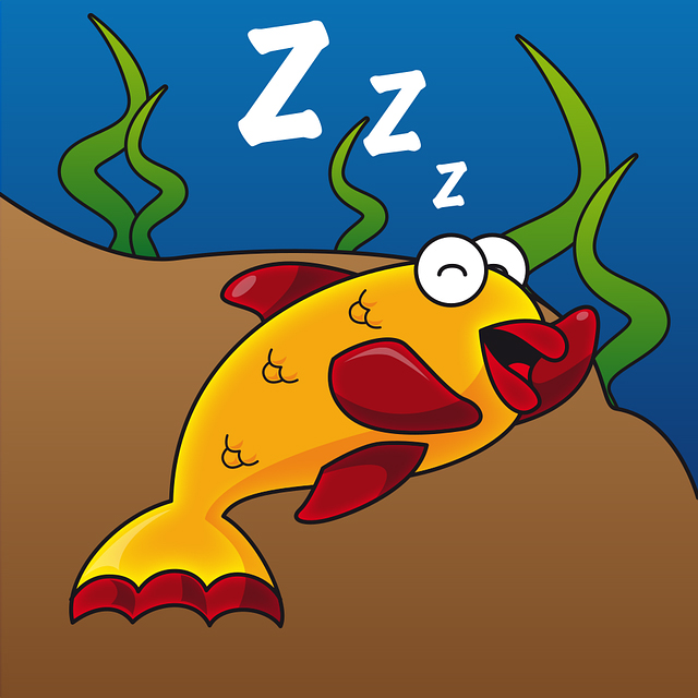 Рыбы тоже спят и имеют две фазы сна | fishcom.online