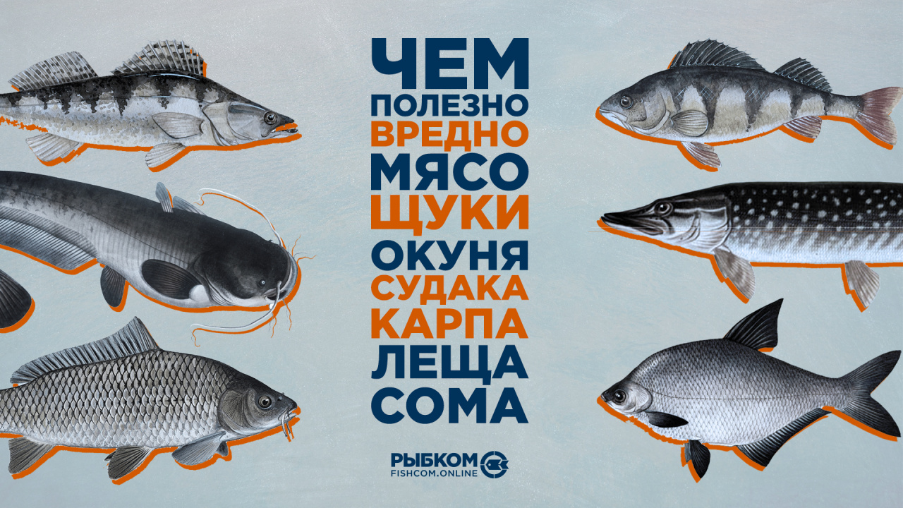Рыба из семейства окуневых: интересные факты и особенности
