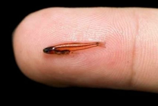 Самая маленькая рыба в мире