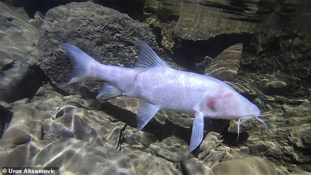 В Индии обнаружили крупнейшую в мире пещерную рыбу