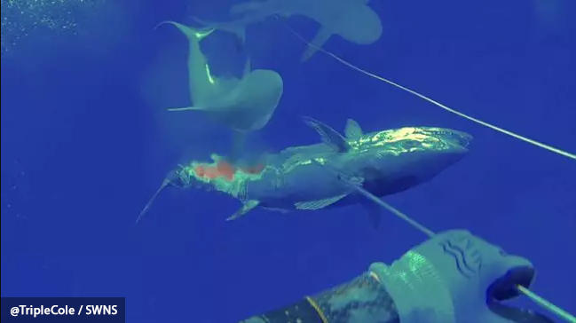 Подводный охотник вырвал свой улов из пастей 3-х акул