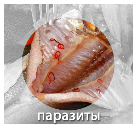 Как выглядят черви в рыбе