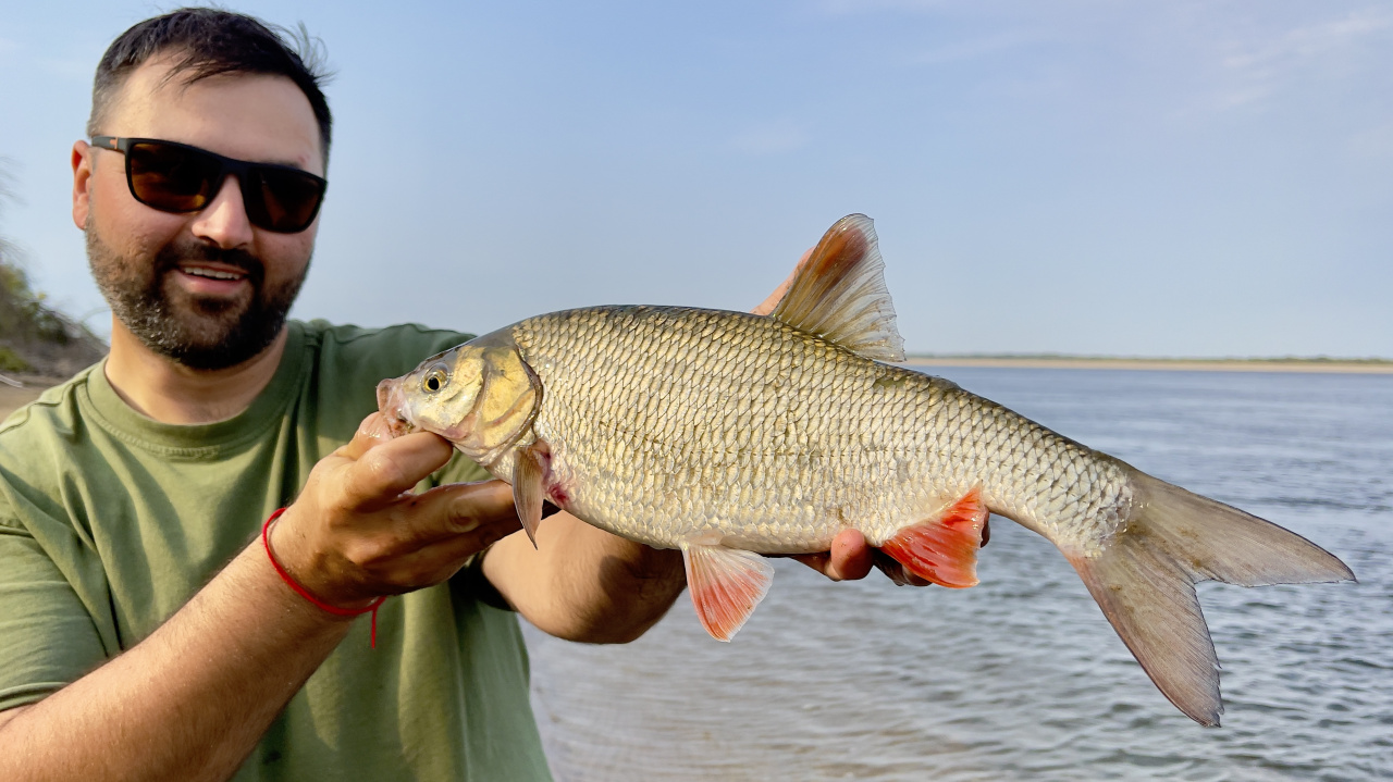 Красноперка на лесном озере: где и как ловить эту рыбу