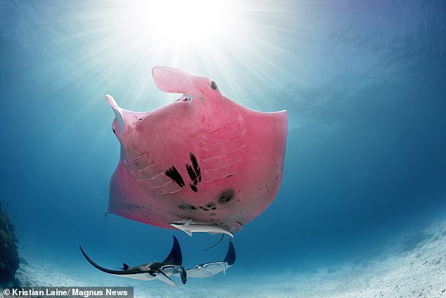 Огромный розовый скат замечен вблизи Большого Барьерного рифа в Австралии