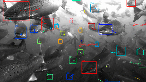 Компания Google Alphabet разработала систему для распознавания рыбы