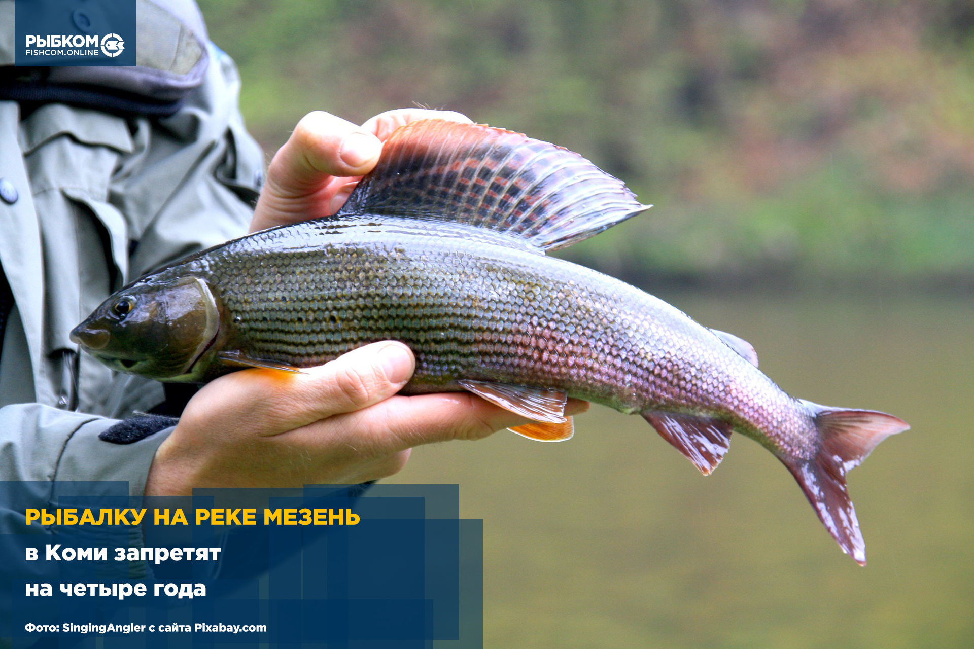 Рыбалку на реке Мезень в Коми запретят на четыре года | fishcom.online