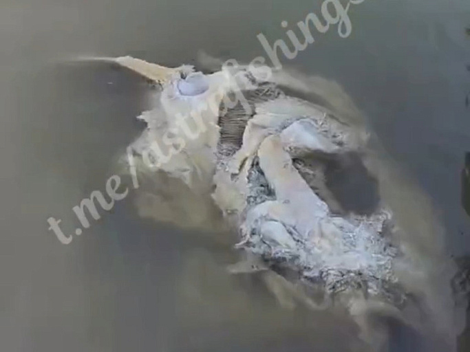 Гигантскую голову неопознанной рыбы поймал рыбак в Астраханской области