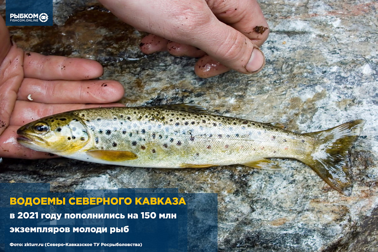 Водоемы Северного Кавказа в 2021 году пополнились на 150 млн экземпляров молоди рыб