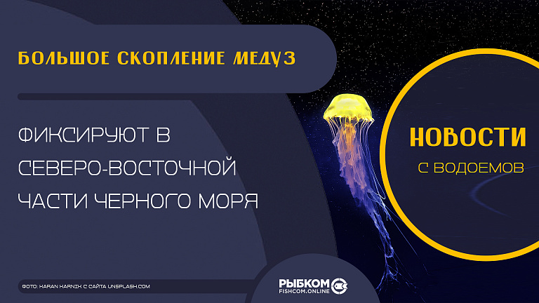 Большое скопление медуз фиксируют в северо-восточной части Черного моря