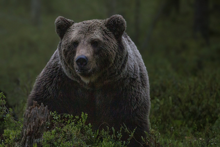 Сахалин: Осторожно медведи!