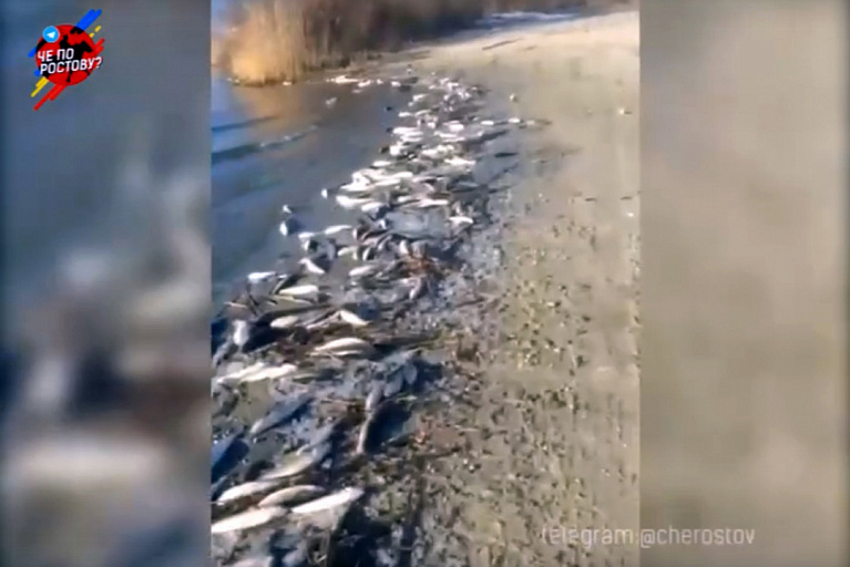 Массовая гибель рыбы в реке Дон произошла в Ростове