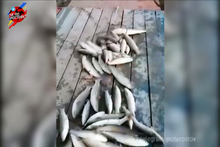 В массовой гибели рыбы в реке Дон могут быть виноваты браконьеры