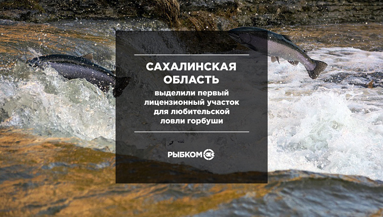 В Сахалинской области выделили первый лицензионный участок для любительской ловли горбуши