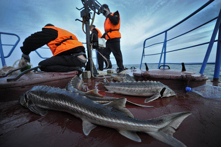 Более 400 килограмм краснокнижной рыбы обнаружили у жителя Астрахани 