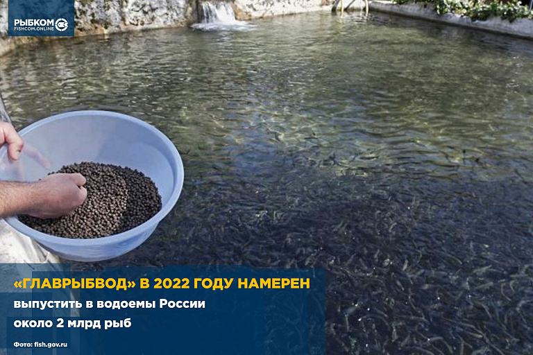«Главрыбвод» в 2022 году намерен выпустить в водоемы России около 2 млрд рыб