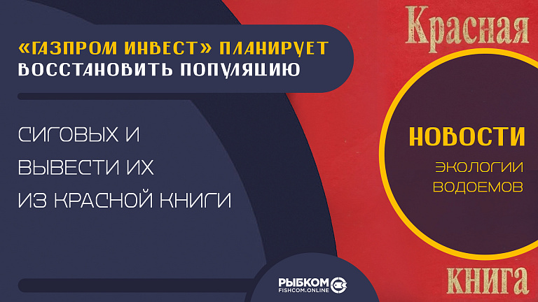 «Газпром инвест» планирует восстановить популяцию сиговых и вывести их из Красной книги
