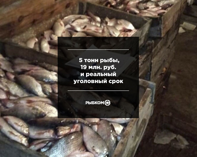 5 тонн рыбы, 19 млн. руб. и реальный уголовный срок