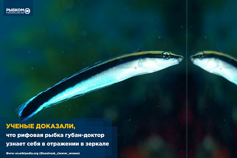 Ученые доказали, что рифовая рыбка губан-доктор узнает себя в отражении в зеркале