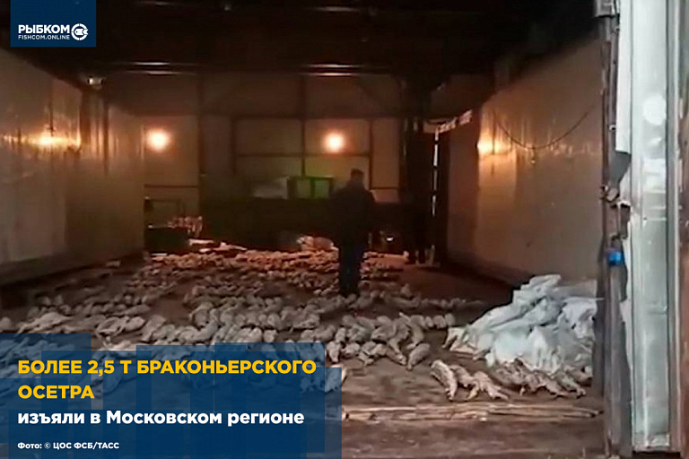 В Московском регионе изъяли более 2,5 т браконьерского осетра