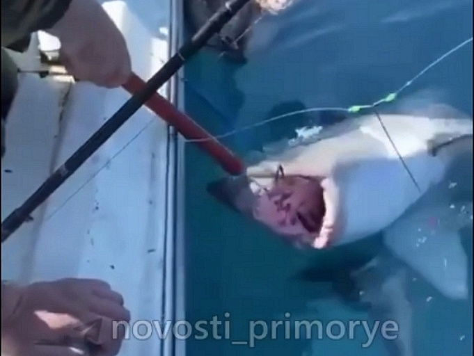 Во Владивостоке рыбаки поймали и отпустили акулу