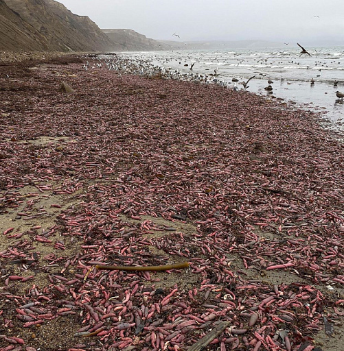 Деликатесные "пенисы" усыпали пляж Калифорнии после урагана