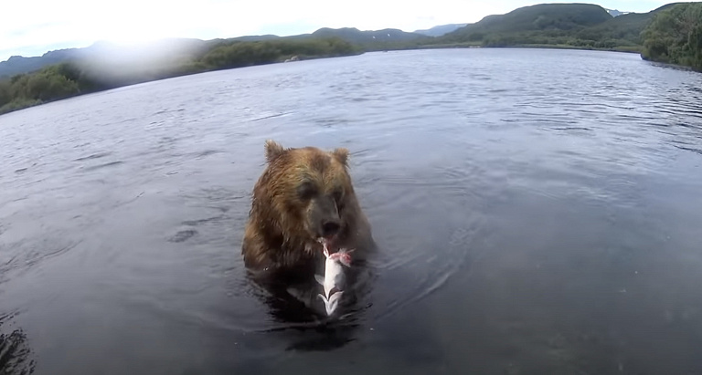 Инспекторы заповедника на Камчатке заметили на реке 13 медведей-рыбаков