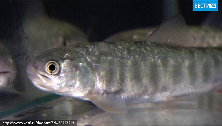 Ученые дали названия неизвестным рыбам, найденным в Арктике