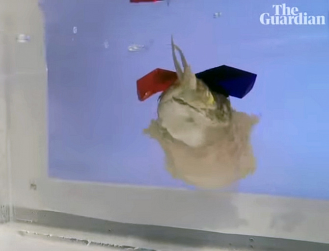 Ученые одели на каракатицу 3D очки и выпустили ее в подводный кинотеатр