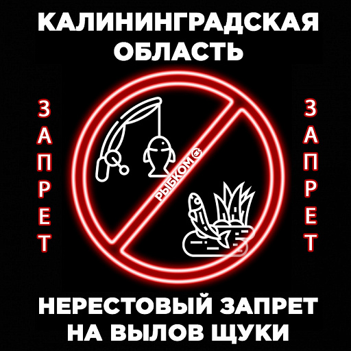 С 1 марта в Калининградской области вводится запрет на вылов щуки