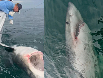 В США поймана гигантская белая акула весом почти в 1300 килограммов