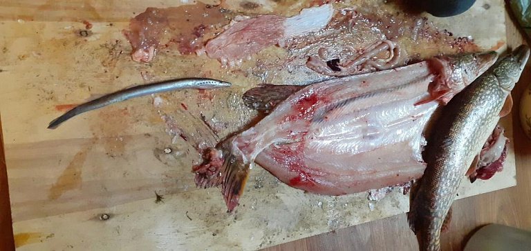 Астраханец поймал щуку с редкой рыбой внутри