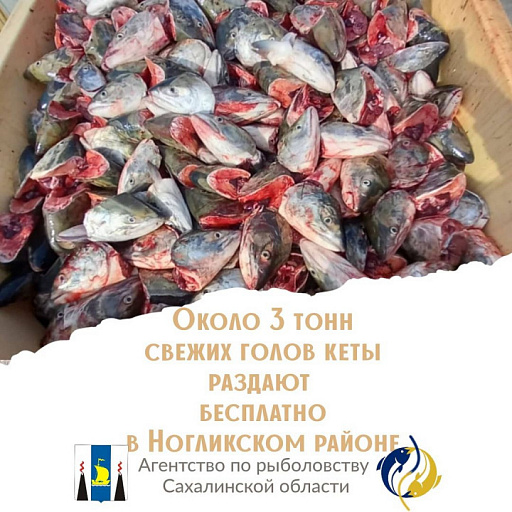 3 тонны голов кеты бесплатно раздают в Ногликском районе Сахалинской области