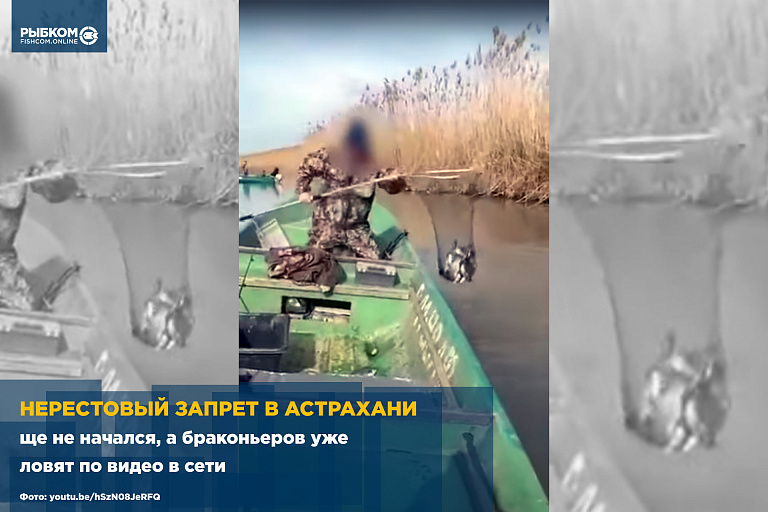 Нерестовый запрет в Астраханской области еще не начался, а браконьеров уже ловят по видео в сети