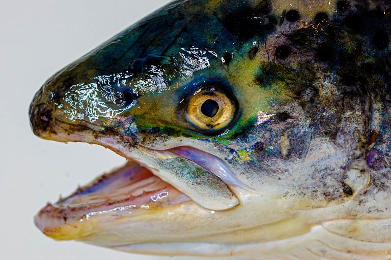 В Кабардино-Балкарии в Терек и его притоки выпустили 300 тыс. мальков каспийского лосося