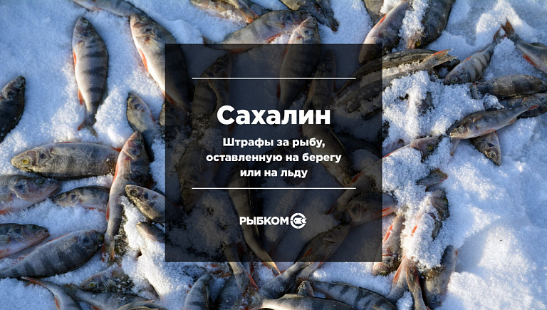 Сахалинским рыбакам грозят штрафы за рыбу, оставленную на берегу или на льду