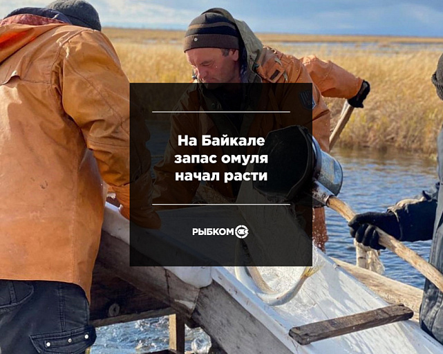 Запас омуля на Байкале начал расти
