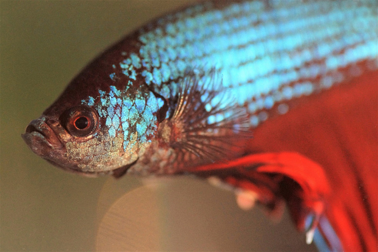 Учёные выявили 300 видов рыб, официально не учтённых в России