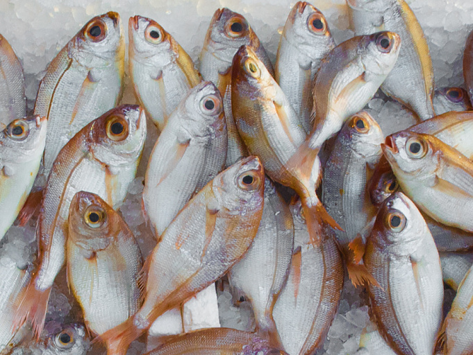 В Оби возможно превышение концентрации ртути в рыбе