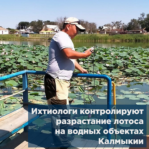 Ихтиологи контролируют разрастание лотоса на водных объектах Калмыкии