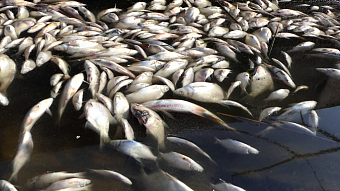Как тонны рыбы гибнут из-за некорректной работы ГЭС (видео)
