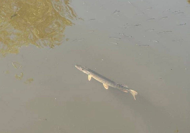 В Яузу снова сливают опасные сточные воды?