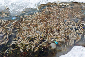 Экологическая катастрофа: тысячи мертвых рыб всплыли на реке в Подмосковье