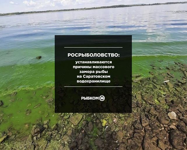 Рыбоохрана Самарской области проверяет теорию о естественных причинах замора рыбы на Саратовском водохранилище