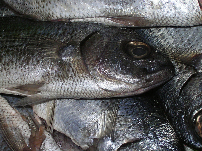 Почти 5 млн тонн рыбы поймали в 2019