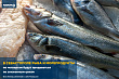 В Севастополе рыба и морепродукты по четвергам будут продаваться по сниженным ценам