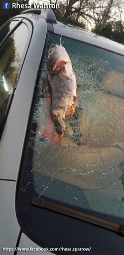 В США упавшая с неба крупная рыба разбила лобовое стекло автомобиля