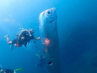 Огромную глубоководную рыбу заметили дайверы на тайваньском побережье 