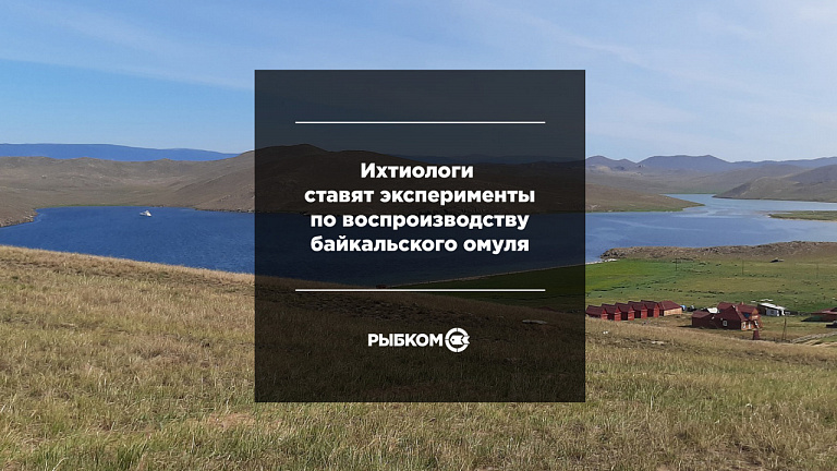 Ихтиологи БайкалНИРО ставят эксперименты по воспроизводству байкальского омуля